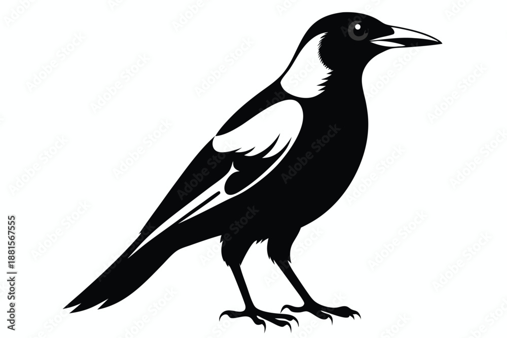 Fototapeta premium australian magpie silhouette line art vector illustration