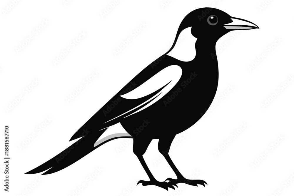 Obraz premium australian magpie silhouette line art vector illustration
