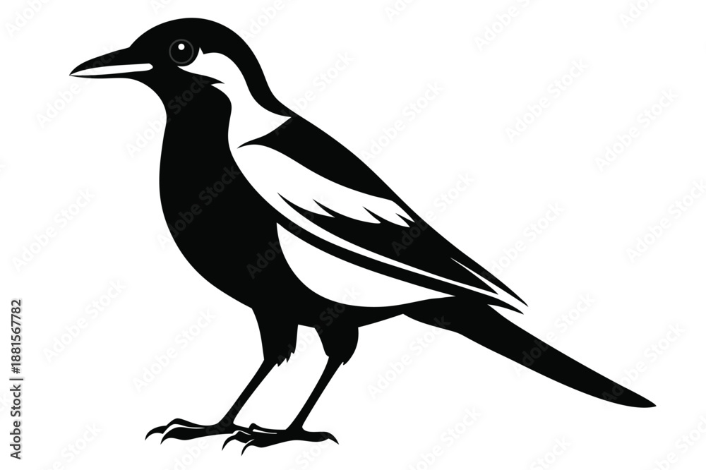 Fototapeta premium australian magpie silhouette line art vector illustration