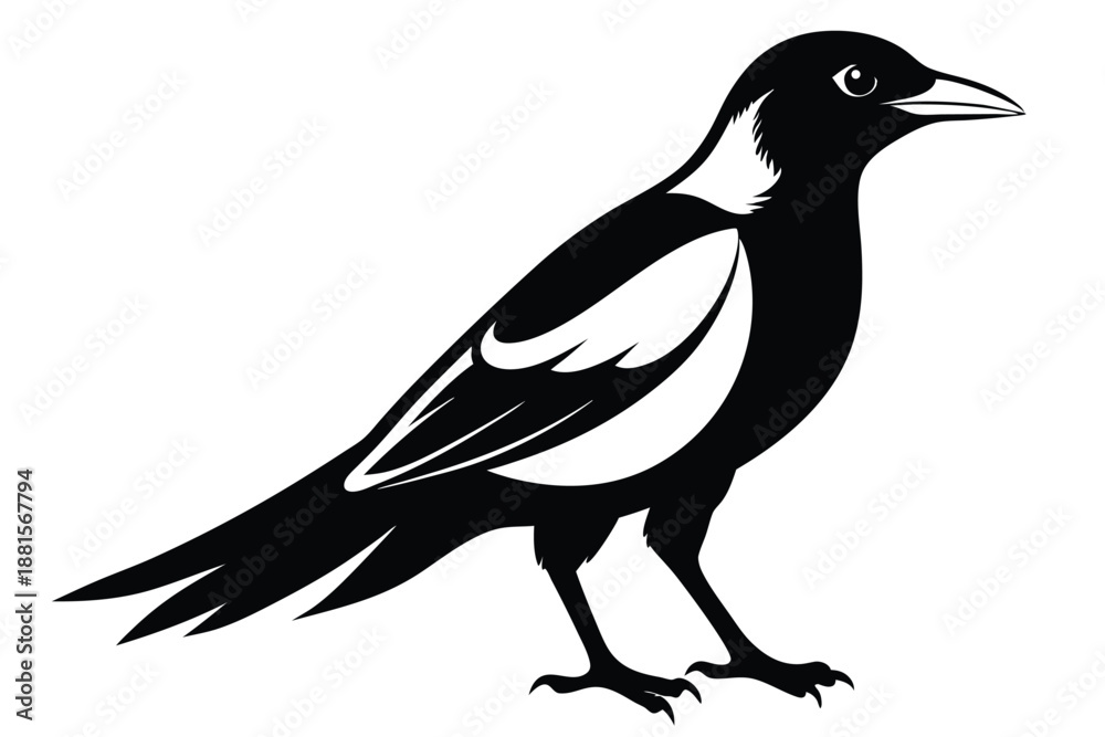 Fototapeta premium australian magpie silhouette line art vector illustration