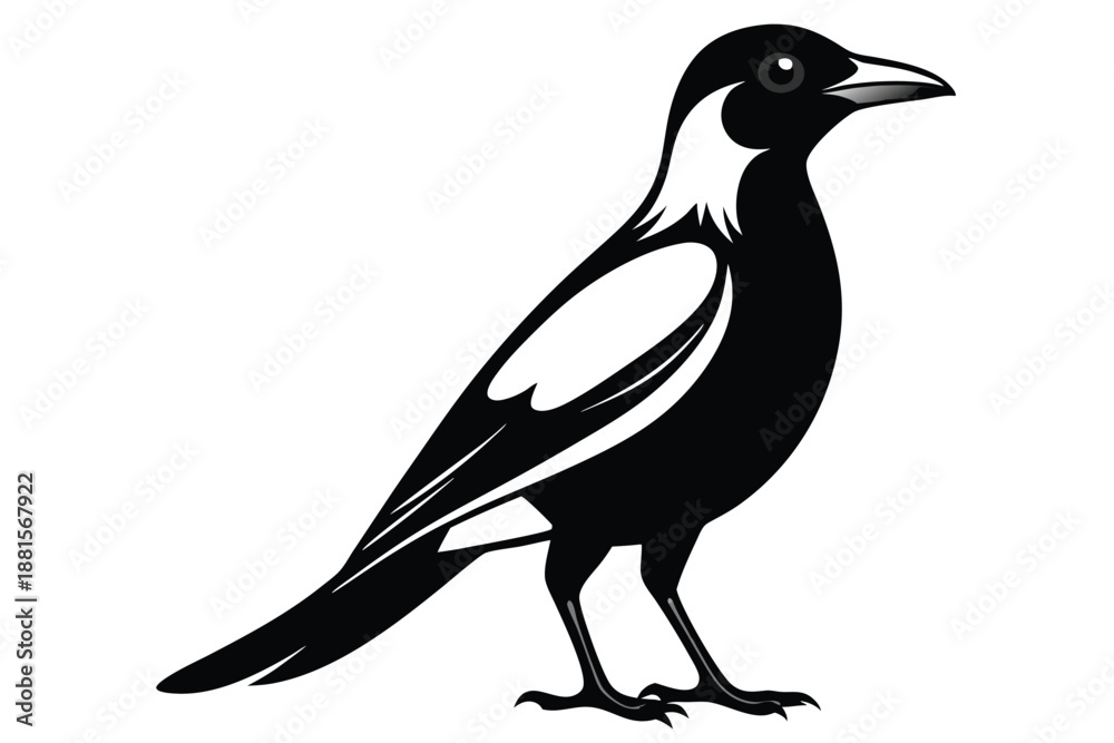 Fototapeta premium australian magpie silhouette line art vector illustration