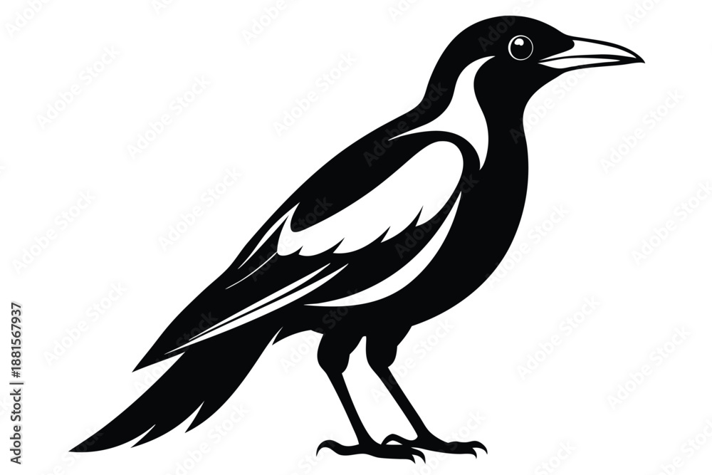 Fototapeta premium australian magpie silhouette line art vector illustration