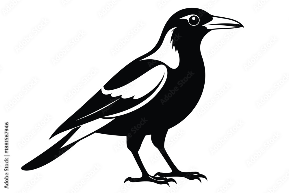 Fototapeta premium australian magpie silhouette line art vector illustration