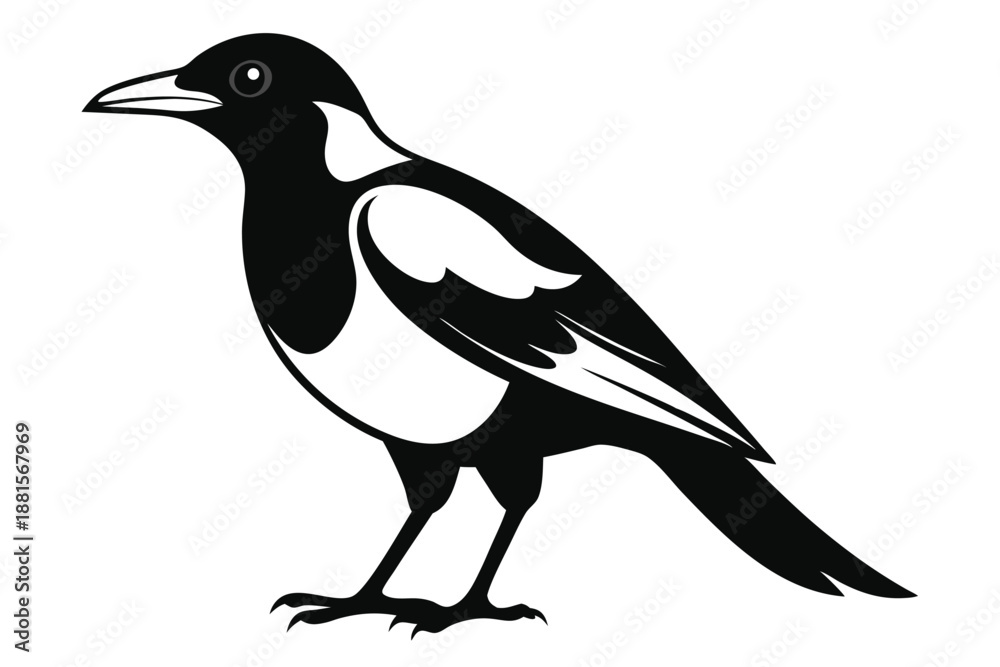 Fototapeta premium australian magpie silhouette line art vector illustration