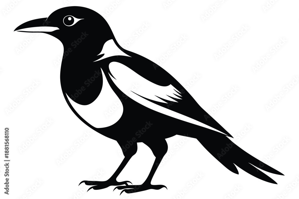 Fototapeta premium australian magpie silhouette line art vector illustration