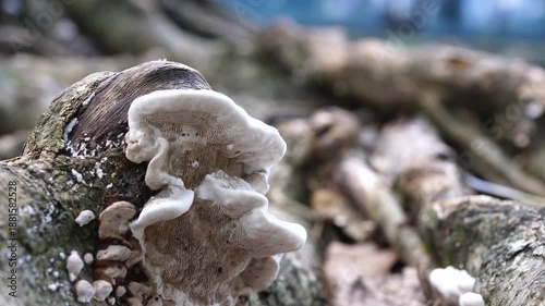 mushrooms attached to dead tree trunks