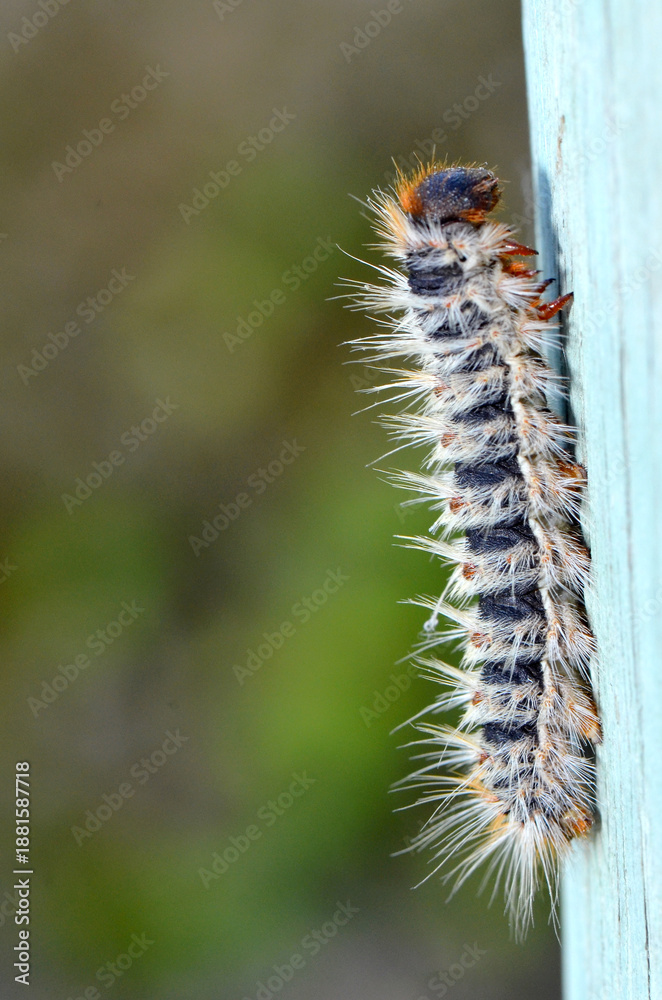 Fototapeta premium Macro shot of a pine processionary caterpillar (Thaumetopoea pityocampa) showing its distinctive orange-brown segments and toxic white urticating hairs used for defense.