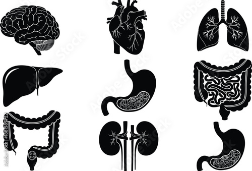 Human internal organs silhouette set with brain heart lungs liver stomach kidneys digestive system anatomy medical illustration