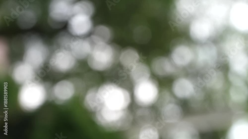 blurred background of leaves and trees exposed to sunlight
