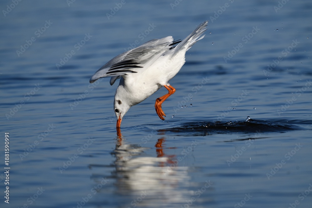 Obraz premium Black-headed Gull (Chroicocephalus ridibundus) feeding on water