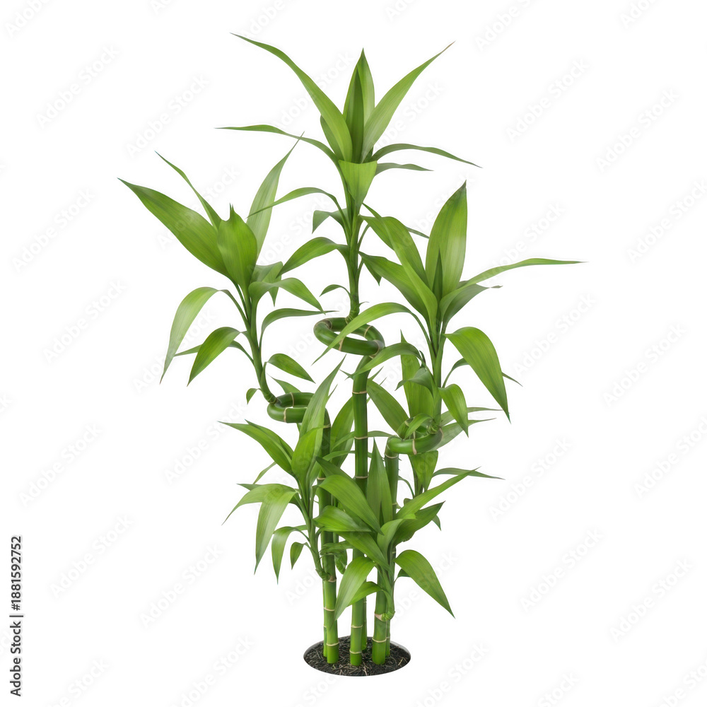 Obraz premium Green bamboo plant isolated on transparent background