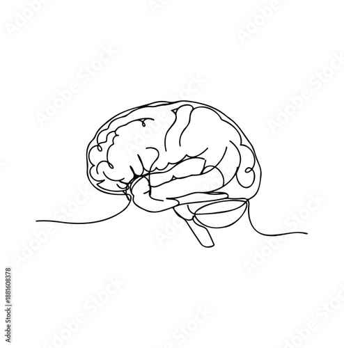 Line art illustration of a human brain, highlighting the complexities of thought and cognitive function. 