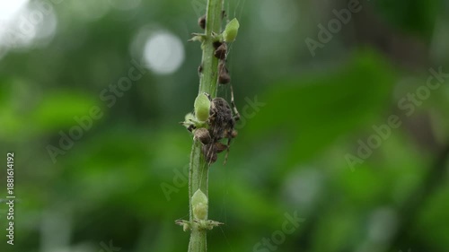 close up of an insect perched on a plant stem with a blurred background
