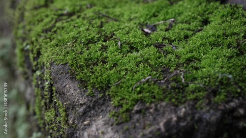 macro green moss on tree roots, green moss on tree roots