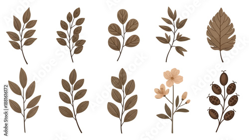 Collection of stylized brown botanical illustrations of various leaves and