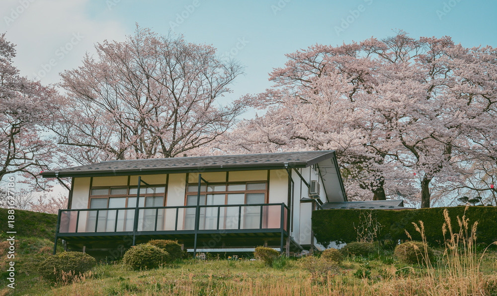 custom made wallpaper toronto digitalPeach flowers blooming during April in Fukushima Prefecture, Japan