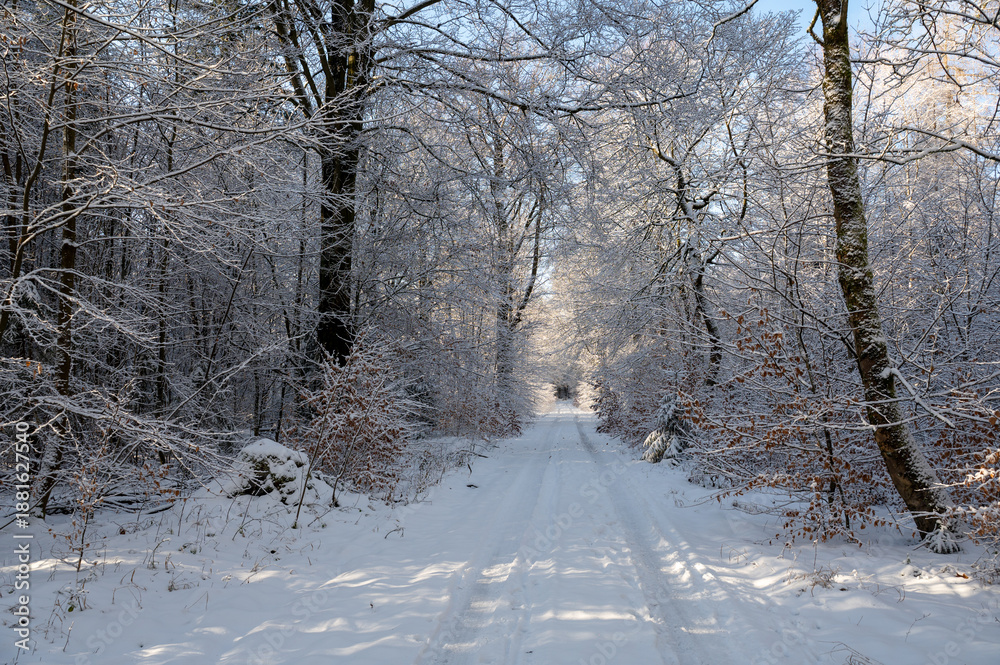 Obraz premium A forest path covered in snow on a cold winter day