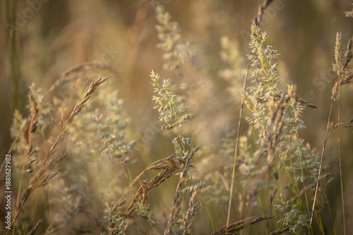 Φωτογραφία A close up of wild grass in a meadow, with a shallow depth of field