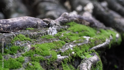 macro green moss on tree roots, green moss on tree roots