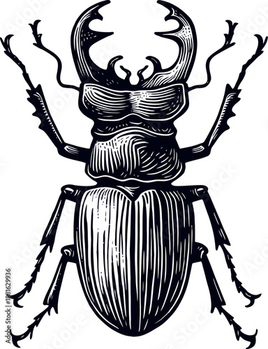 Detailed Engraving Of A Stag Beetle With Large Mandibles On A White Background