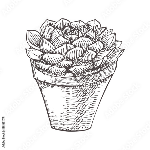 Houseplant on a white background. Vector image of a succulent. Echeveria in a graphic style. Non-toxic indoor plant. Urban jungle. Succulent for packaging, textiles, and graphic design.