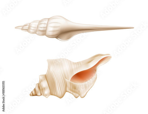 Seashells from summer beach. Vector in realistic style, isolated scallops and natural aquarium design. Seashore design, aquarium or beach decoration. Resort and tropical vacation assortment