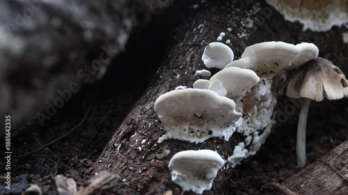 Wild Fungi Growing on a Tree Root in the Forest