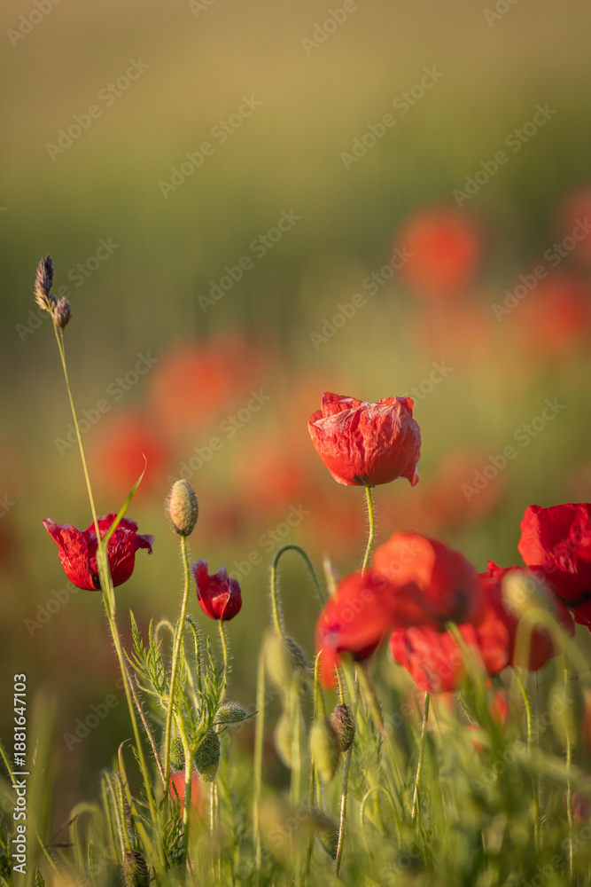 Naklejka premium Vibrant poppies in summertime, on a sunny evening in Sussex