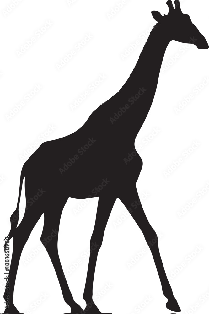 Fototapeta premium Walking Giraffe Silhouette Vector Isolated on White Background 