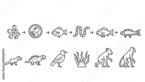 A vector graphic illustrating the evolution of life from cells to humans