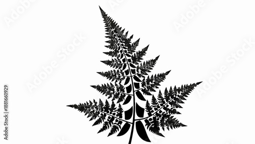 Intricate fractal pattern of a black fern leaf on a white background, showcasing natural geometry