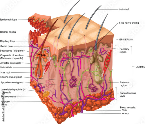 Human skin structure