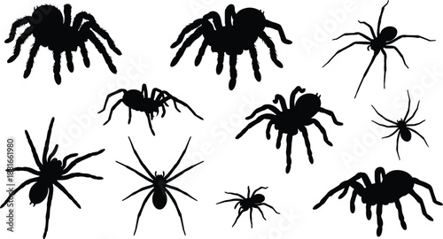 Spider icon set, black silhouette illustrations, tarantula and house spider variations, arachnid theme, vector graphics, nature and biology design