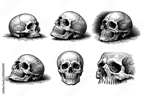 Detailed hand drawn human skulls set in vintage style