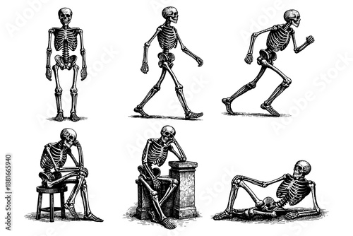 Vintage skeletons: walking, running, sitting, and reclining in engraved art style