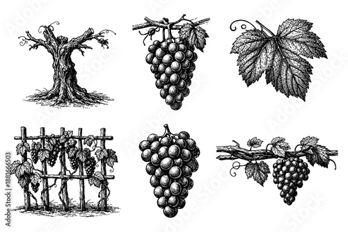 Detailed vintage botanical set featuring grapes and vines