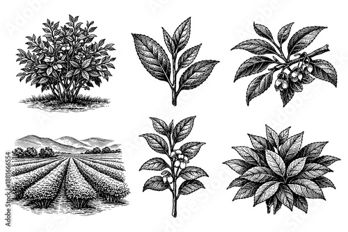 Intricate botanical sketch of tea plant varieties and scenic plantations