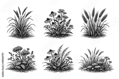 Elegant black and white botanical sketches of diverse wild plant arrangements