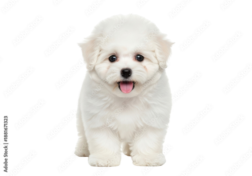 Obraz premium Adorable white puppy with fluffy fur and tongue out, looking directly at the camera, isolated on transparent background