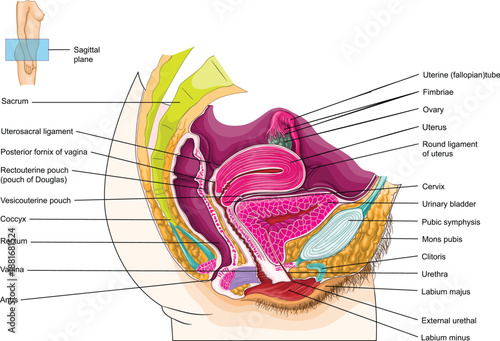 Female Pelvic Anatomy – Sagittal Section Labeled Diagram