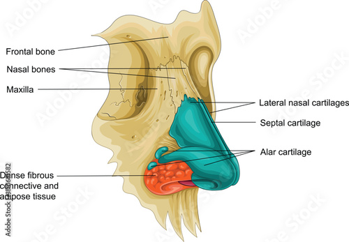 Human Nasal Cavity Anatomy – Sagittal Section Illustration