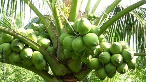 Lush coconut palm tree with many heavy bunches of green fruit in a sunlit Vietnamese orchard.