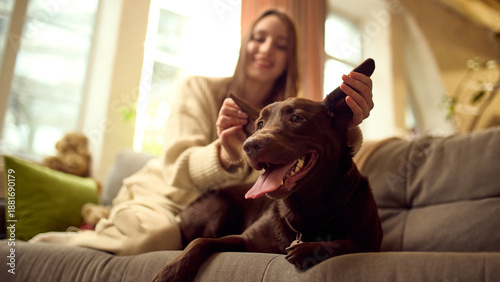 Foto Dog receiving care on sofa at home from owner