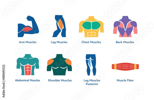 Colorful anatomical infographic showing arm, leg, chest, back, abdominal, shoulder muscles, posterior legs, and muscle fiber diagram on white background