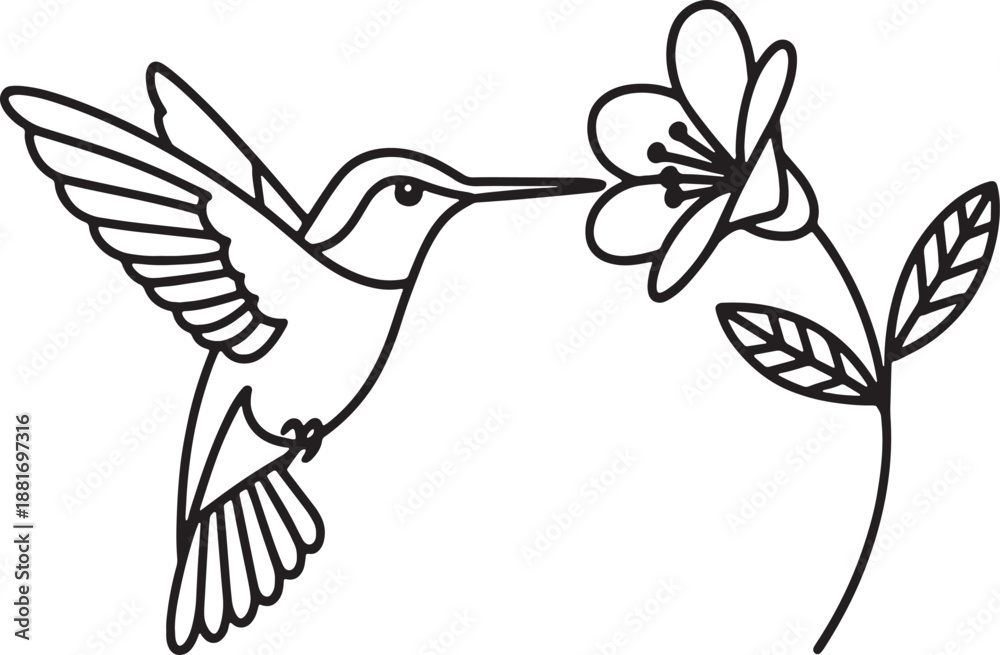 Obraz premium Black outline hummingbird feeding from a delicate flower on a white background nectar
