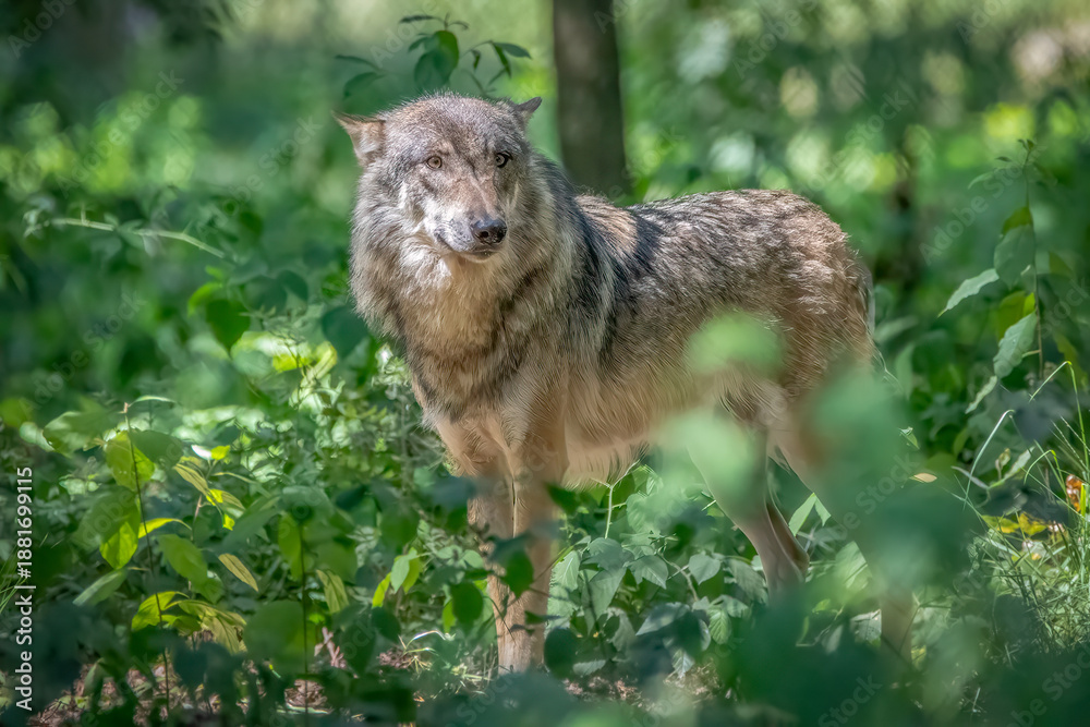 Obraz premium Grey Wolf Standing in Green Forest Foliage Representing Wild Instinct and Natural Majesty