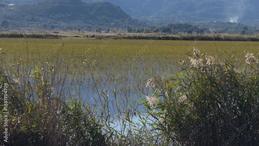 custom made wallpaper toronto digitalCalm wetland reeds moving in gentle afternoon breeze
