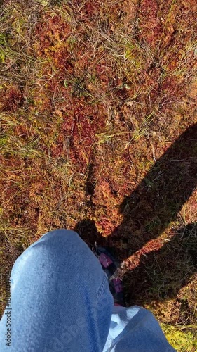 Top view of steps on colorful bog with vibrant moss and grass. Woman in blue jeans and rubber boots walking through peat bog Yelnya swamp. Nature exploration. Vertical video.