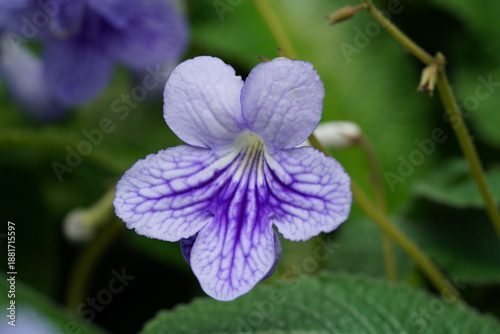 Beautiful Streptocarpus Flower Close Up Photography