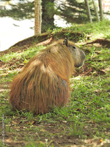 A capybara seen from behind, its face turned to the side, on a park lawn, sunbathing on a hot summer day. This animal is a mammal native to South America.
